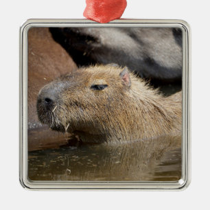 Ornement Carré Argenté Capybara dans l'eau