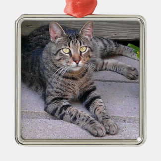 Ornement Carré Argenté Chat tigré Brown dehors