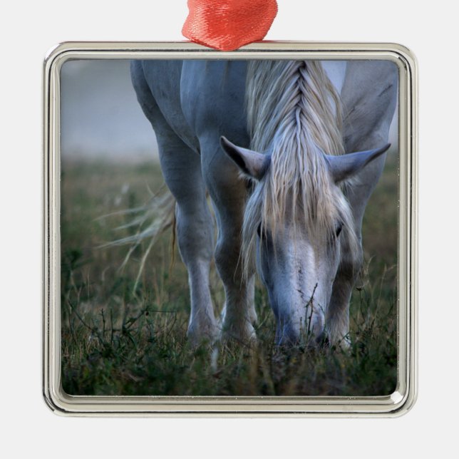 Ornement Carré Argenté Cheval blanc (Devant)