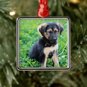 Ornement Carré Argenté Chiot de berger allemand