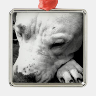 Ornement Carré Argenté cicatrice de harry potter chien pit bull blanc