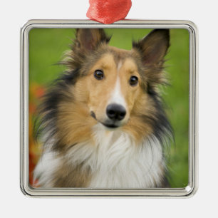 Ornement Carré Argenté Colley Rough, chien
