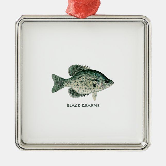 Ornement Carré Argenté Crapet noir (Devant)