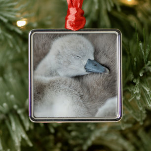 Ornement Carré Argenté Cutest Baby Animals Baby Mute Swan