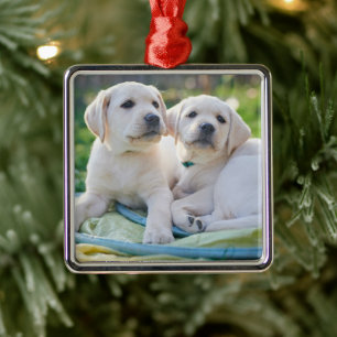 Ornement Carré Argenté Cutest Baby Animals Yellow Labrador Retrievers