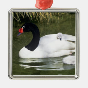 Ornement Carré Argenté Cygne à cou noir adulte et cygnets dans l'eau.