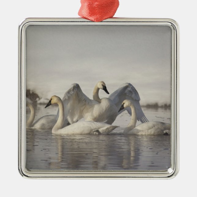 Ornement Carré Argenté Cygnes trompettes dans la rivière Madison en hiver (Devant)