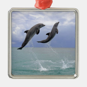 Ornement Carré Argenté Dauphins Delfin (Tuemmler plus brut)