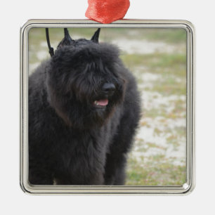 Ornement Carré Argenté DES Flandre de Bouviers