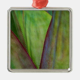 Ornement Carré Argenté Détail du Plante Agave
