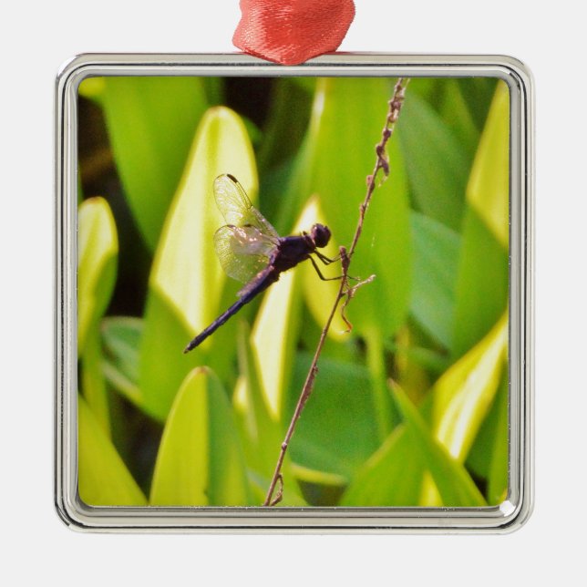 Ornement Carré Argenté Dragonfly Blue et noir sur l'herbe. (Devant)