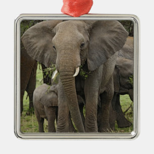 Ornement Carré Argenté Éléphant d'Afrique Troupeau