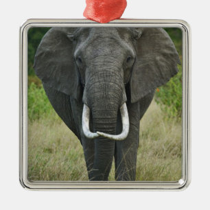 Ornement Carré Argenté Éléphant d'Afriqueloxodonta, Masai Mara Game