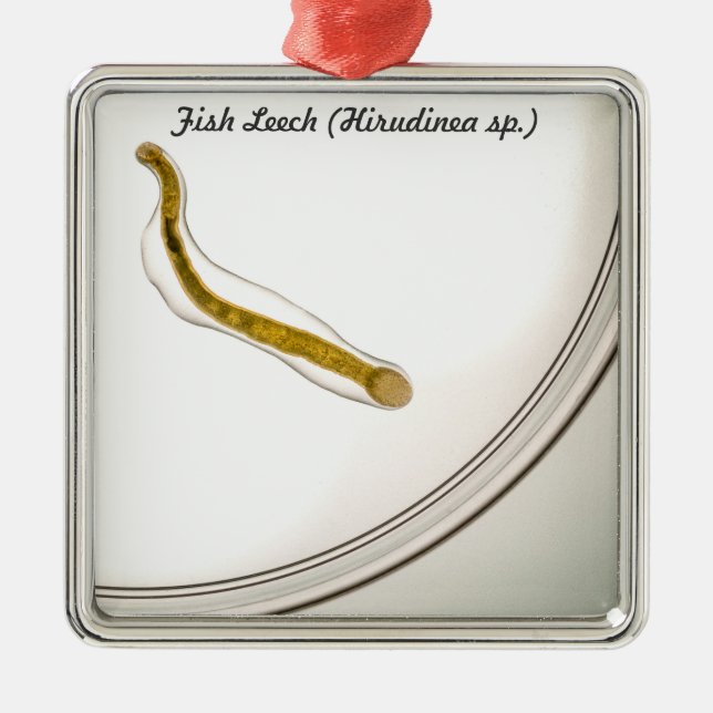 Ornement Carré Argenté Espèces : Sangsue de poissons (Devant)