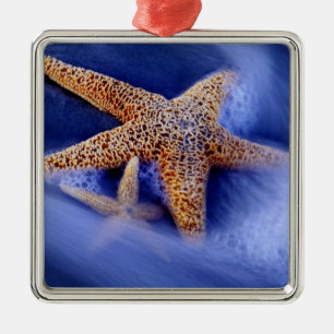 Ornement Carré Argenté États-Unis, Caroline du Sud, Hilton Head Island.De