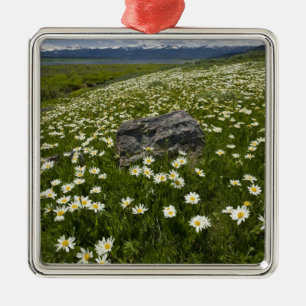 Ornement Carré Argenté États-Unis, Montana, Marguerite sauvage en fleurs