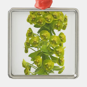 Ornement Carré Argenté Euphorbe
