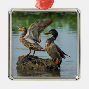 Ornement Carré Argenté Excusez-moi