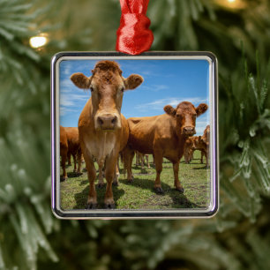 Ornement Carré Argenté Farms   Brown cow