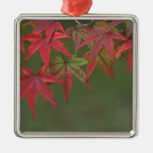 Ornement Carré Argenté Feuilles d'érable, Katsura, Kyoto, Japon