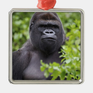 Ornement Carré Argenté Gorille des plaines à dos argenté, Gorilla gorilla