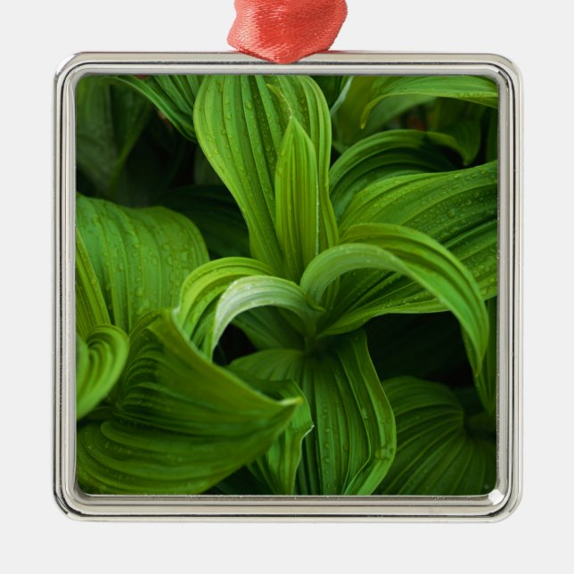 Ornement Carré Argenté Gouttes de rosée sur un Helabore faux (Devant)