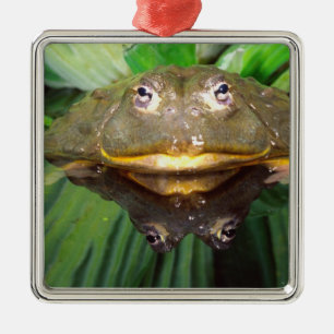 Ornement Carré Argenté Grenouille-taureau africaine, Pyxicephalus 2