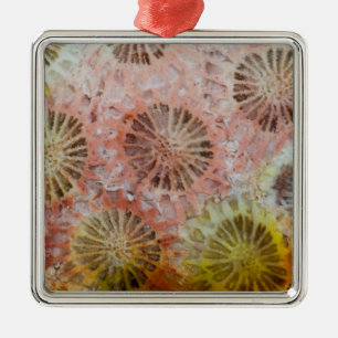 Ornement Carré Argenté Gros plan de corail rose