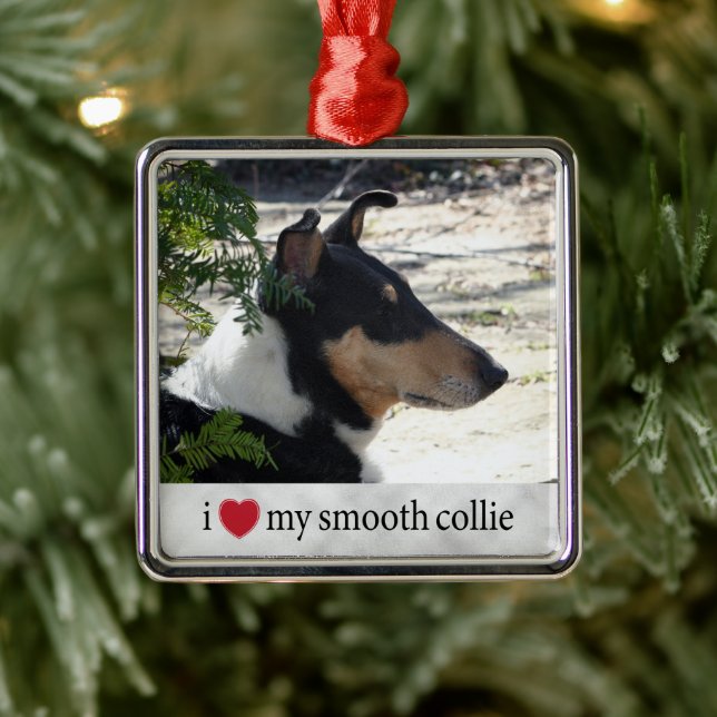 Ornement Carré Argenté J'aime ma Smooth Collie Photo Noël (Arbre)
