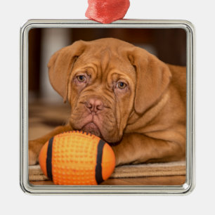 Ornement Carré Argenté Jouer Dogue De Bordeaux Chien Chien Chien Chien av