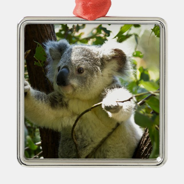 Ornement Carré Argenté Koala cutie (Devant)