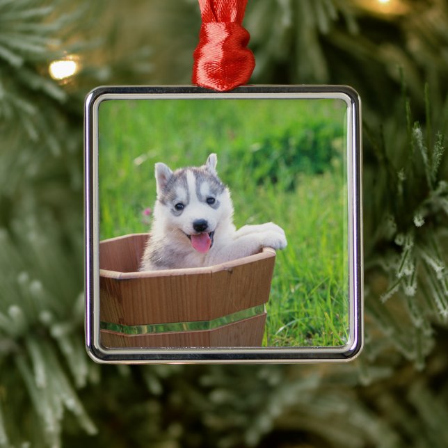 Ornement Carré Argenté La marionnette sibérienne Husky dans un pot (Arbre)