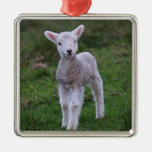Ornement Carré Argenté Lamb Bébé Mouton ferme animal