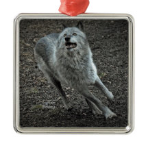 Loup de montagne de Rocky