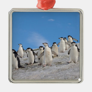 Ornement Carré Argenté Manchots à Collier Pygoscelis Antarctica