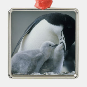 Ornement Carré Argenté Manchots à Collier, Pygoscelis antarctica),
