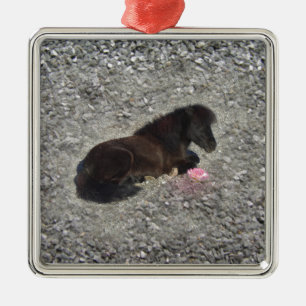 Ornement Carré Argenté minihorse animal shetty de poney de chevaux