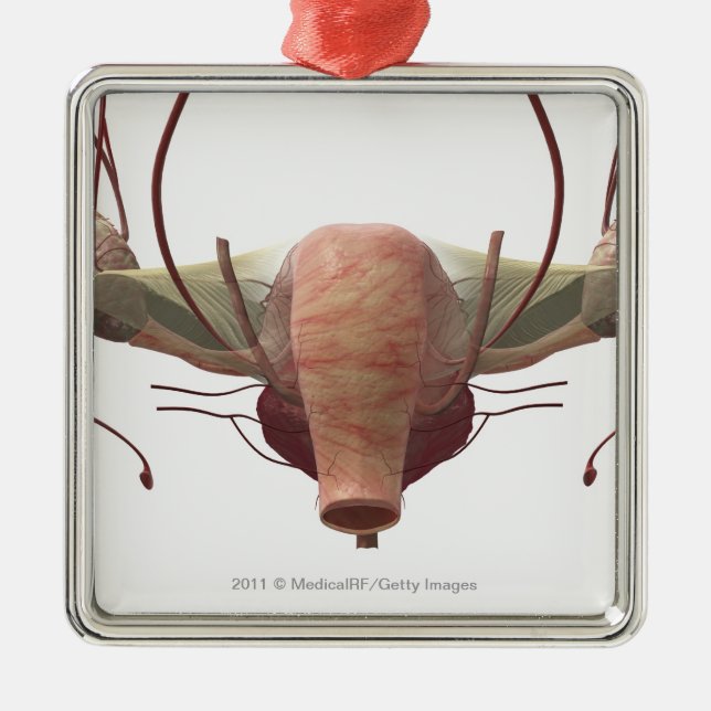 Ornement Carré Argenté modèle 3d de l'appareil génital féminin (Devant)