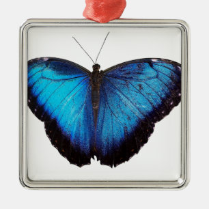 Ornement Carré Argenté Morpho bleu Butterflie