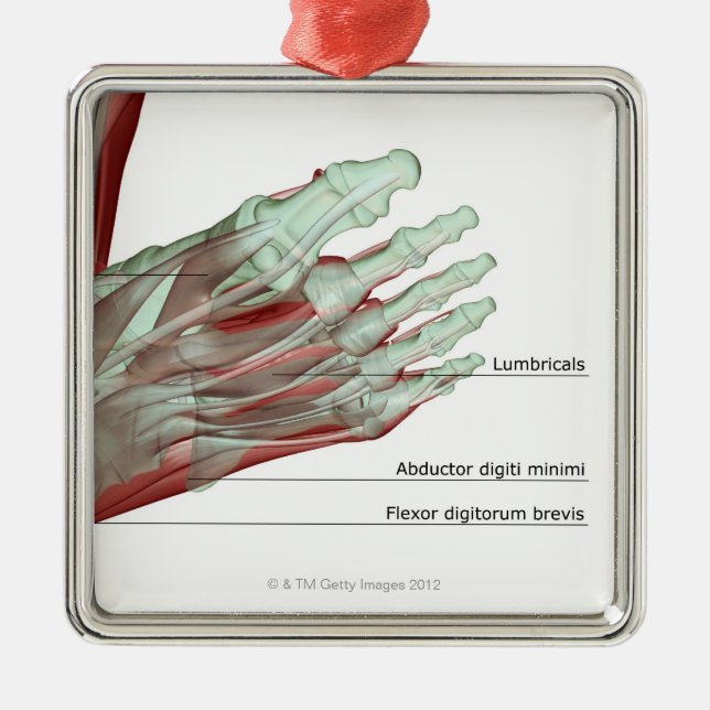 Ornement Carré Argenté Musculoskeleton du pied (Devant)