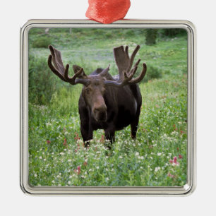 Ornement Carré Argenté Orignal mâle (Alces alces) dans les fleurs sauvage