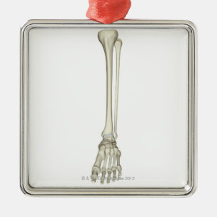 Ornement Carré Argenté Os de la jambe