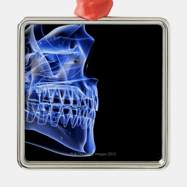 Ornement Carré Argenté Os de la mâchoire (Devant)