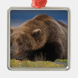 Ornement Carré Argenté Ours brun, grizzly, faisant une sieste, Katmai