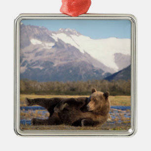 Ornement Carré Argenté Ours brun, ours grizzly s'étirant sur le dos