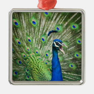 Ornement Carré Argenté Paon criard