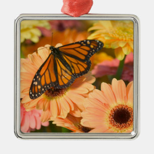 Ornement Carré Argenté Papillon en deuil