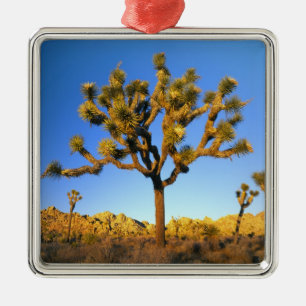 Ornement Carré Argenté Parc national de Joshua Tree, Californie. États-Un