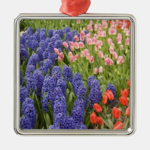 Ornement Carré Argenté Pays-Bas aka Hollande), Lisse. Keukenhof 2