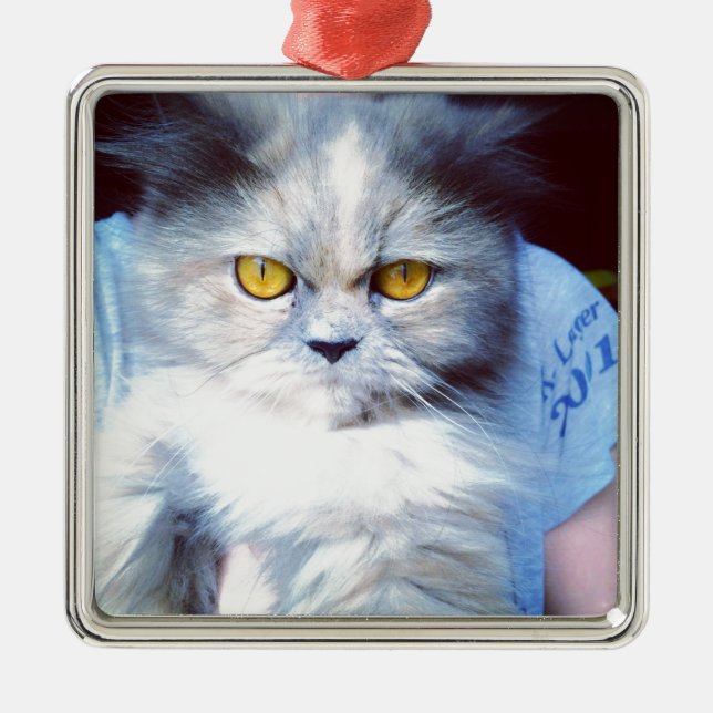 Ornement Carré Argenté persian cat 5 (Devant)